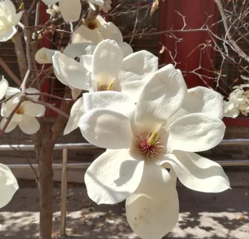 玉蘭花常見問題