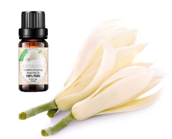 白玉蘭葉精油功效