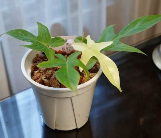 幽靈蔓綠絨 病害 幽靈蔓綠絨 病害