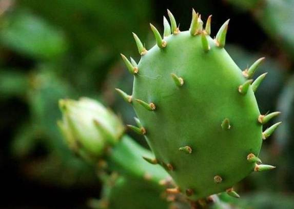 仙人掌病害