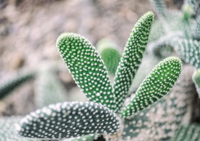仙人掌成長階段