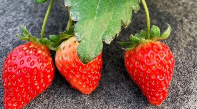草莓甜度排名 草莓甜度排名