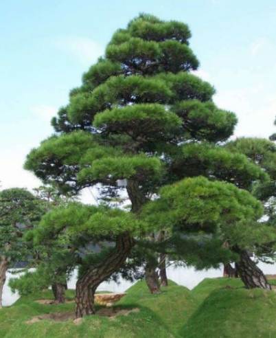 黑松種植日照管理