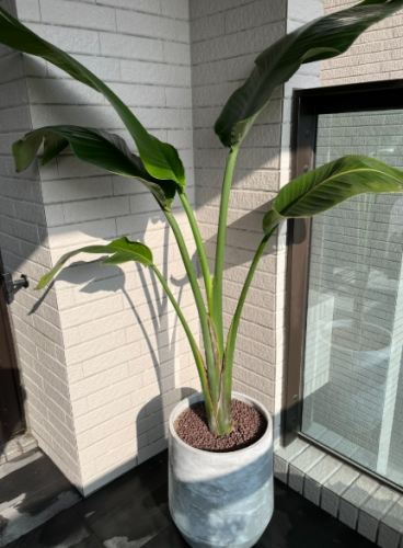 天堂鳥植物 室內養護