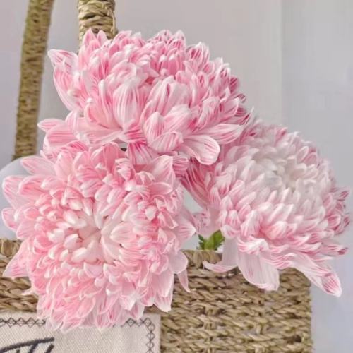 牡丹菊種植方法 牡丹菊種植方法