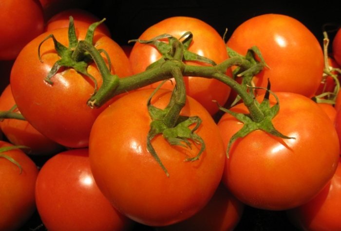 蕃茄仔栽培方法