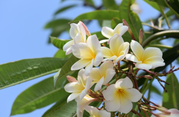 雞蛋花葉子掉落