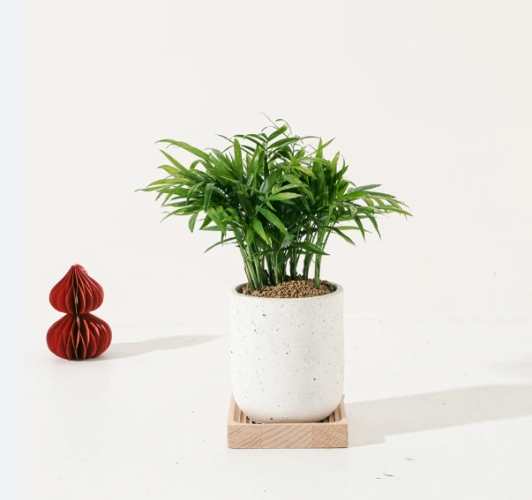 袖珍椰子病虫害