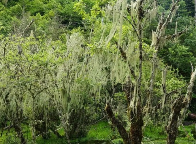 松蘿乾掉處理方法