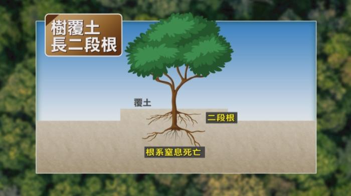 樹木養護技巧 樹木養護技巧