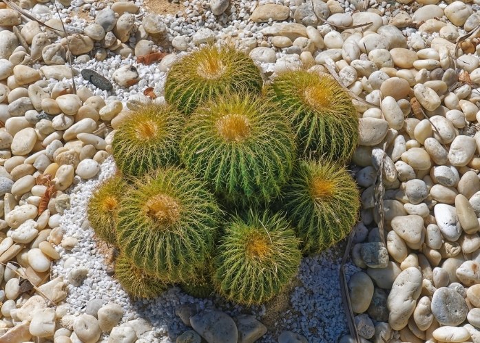 仙人掌復活方法