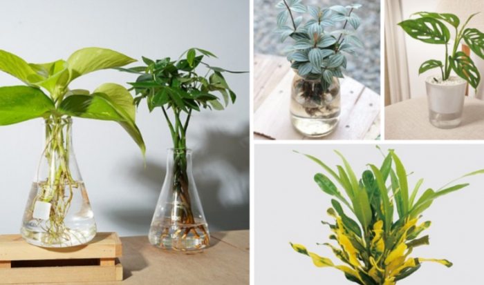 蘭花水養技巧 蘭花水養技巧