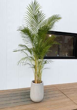 黃椰子盆栽風水