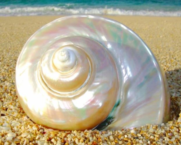 夜光貝抛光技巧