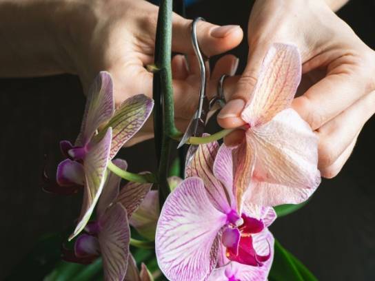 蘭花葉子變黃 蘭花葉子變黃