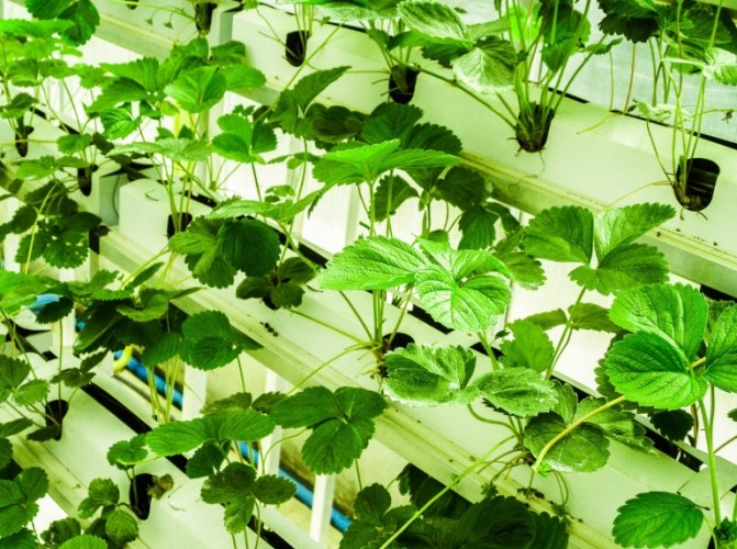 水耕植物病蟲害