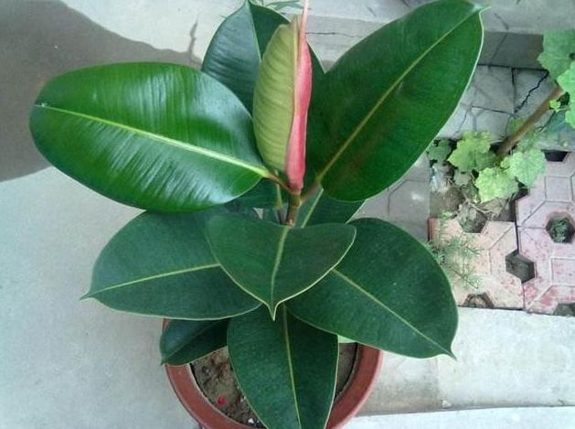 橡皮樹病蟲害防治