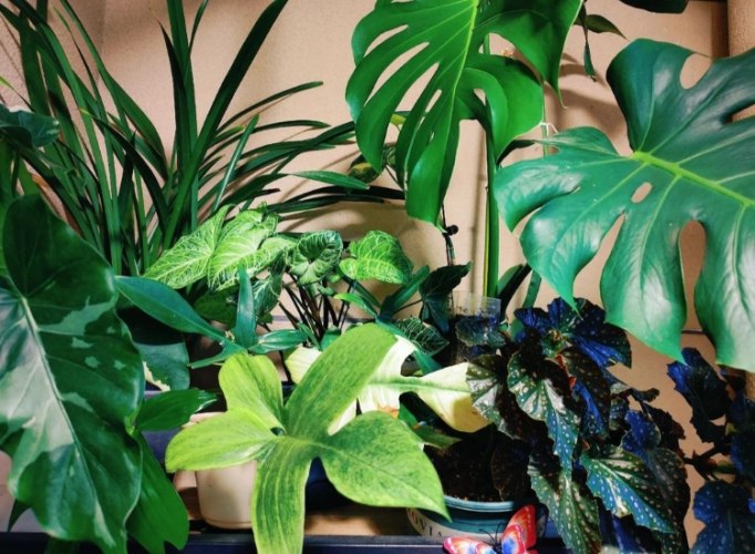 植物葉片保養 植物葉片保養