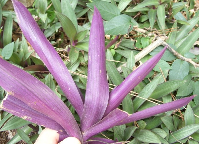 紫背萬年青毒性