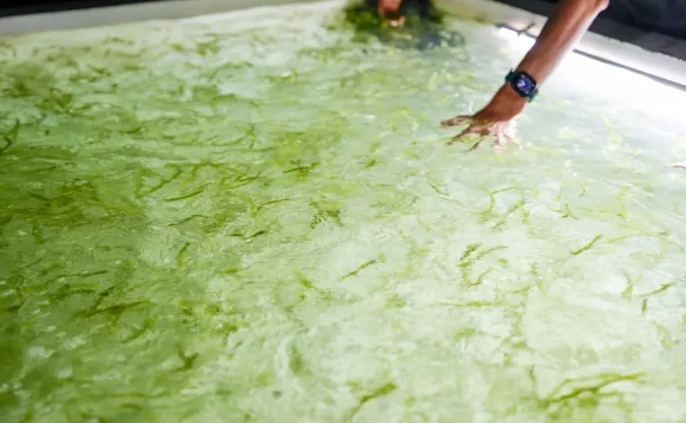 沖繩特色美食 沖繩特色美食