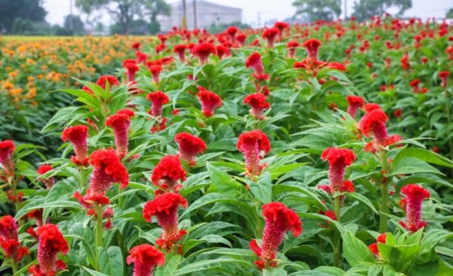 鳳尾雞冠花種植