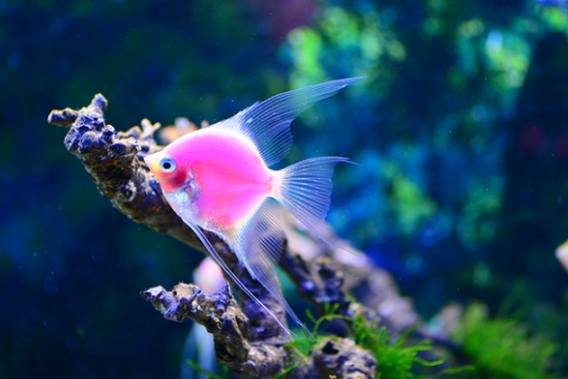 螢光磚魚飼養方法