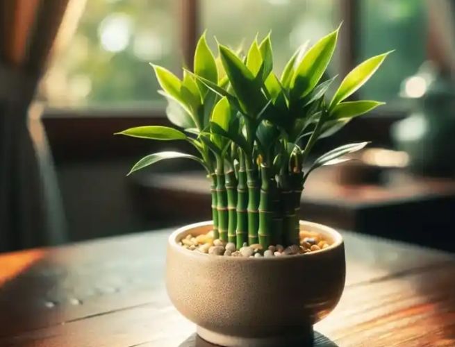 開運竹修剪方法