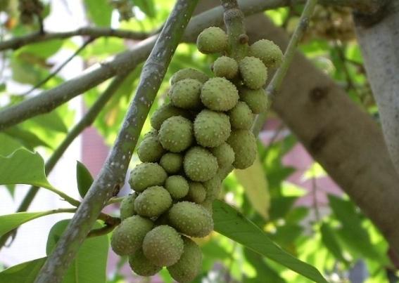 玉蘭花種子處理