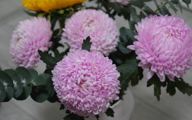 牡丹菊種植方法 牡丹菊種植方法