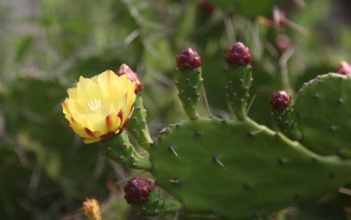 仙人掌長得快的方法 仙人掌長得快的方法