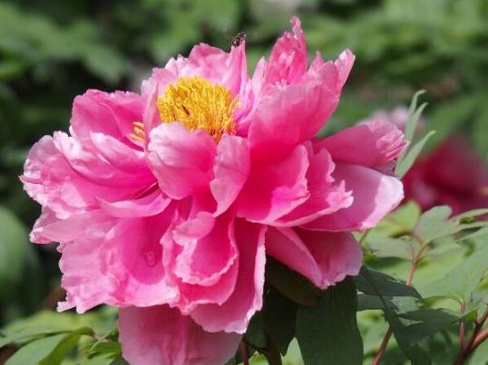 觀賞植物繁殖 觀賞植物繁殖