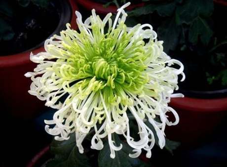 秋菊種植方法 秋菊種植方法