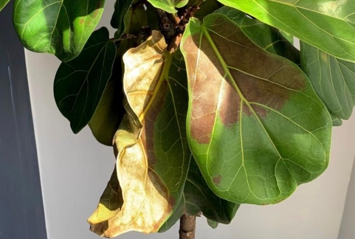 室內植物 葉枯病
