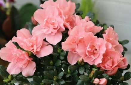 室內植物杜鵑花