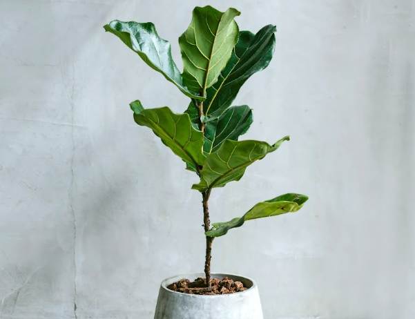 琴葉榕 照顧 方法