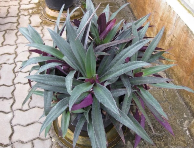 彩葉蚌蘭繁殖 彩葉蚌蘭繁殖