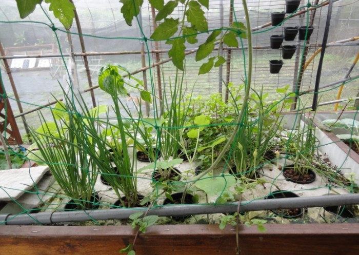 aquaponics 台灣