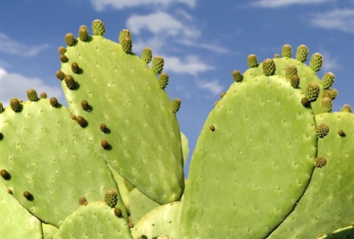 仙人掌成長階段