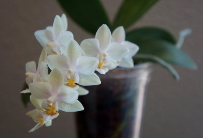 貓咪品種介紹 貓咪品種介紹