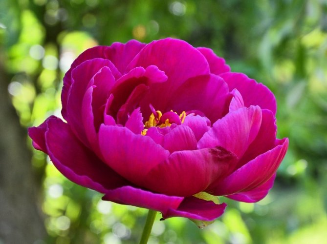 牡丹種子發芽時間