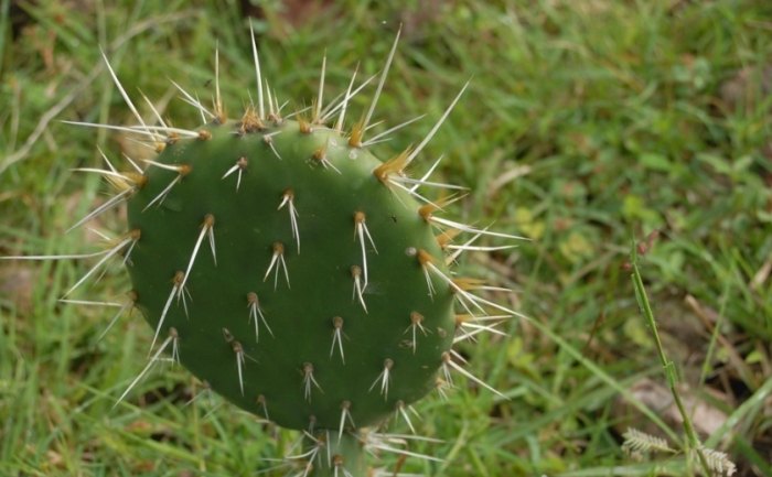 仙人掌種植方法 仙人掌種植方法
