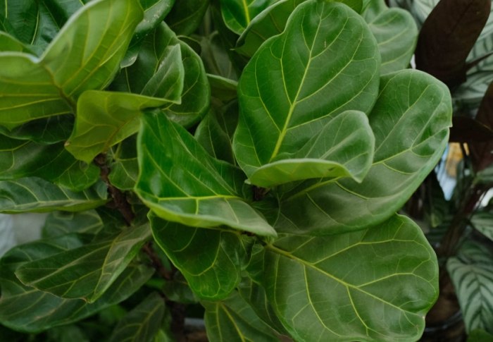 琴叶榕 冬天照顾 琴叶榕 冬天照顾