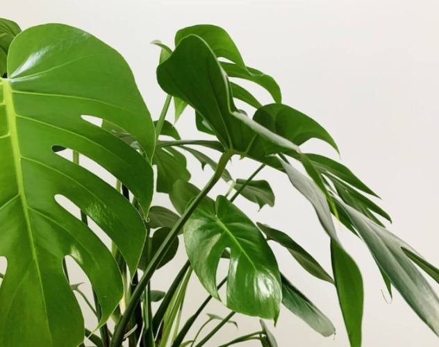 龜背芋養護 龜背芋養護