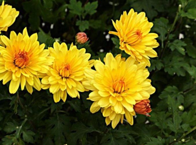 菊花多年生 菊花多年生