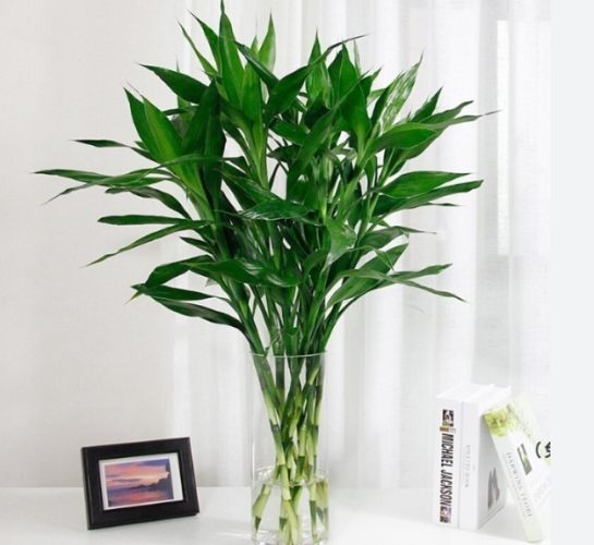 富贵竹养护方法