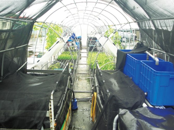 魚菜共生適合的植物 魚菜共生適合的植物