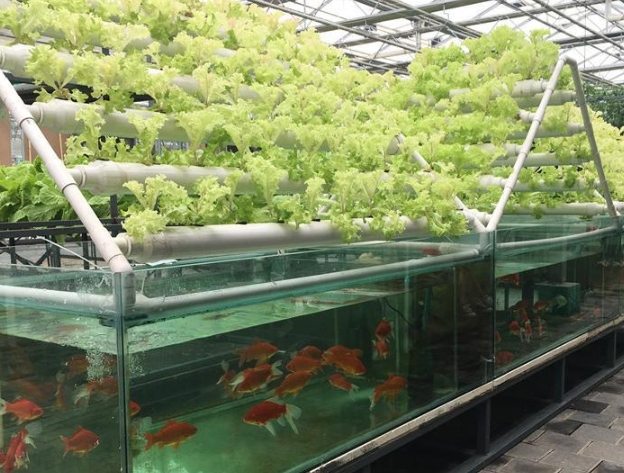 Aquaponics 植物選擇
