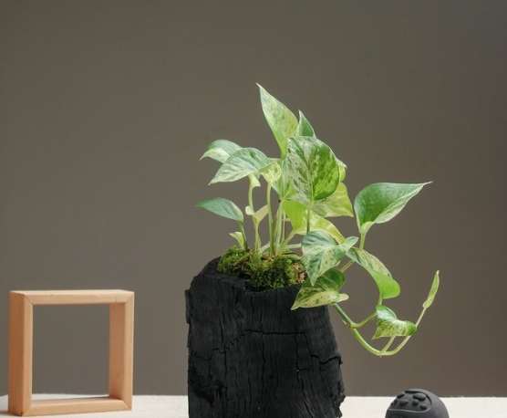 黃金葛養護方法 黃金葛養護方法