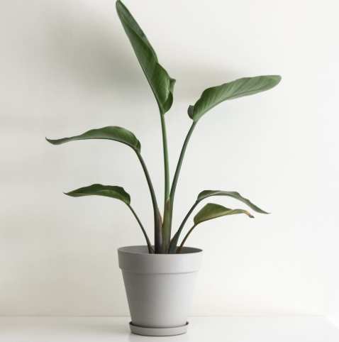 天堂鳥植物 照顧