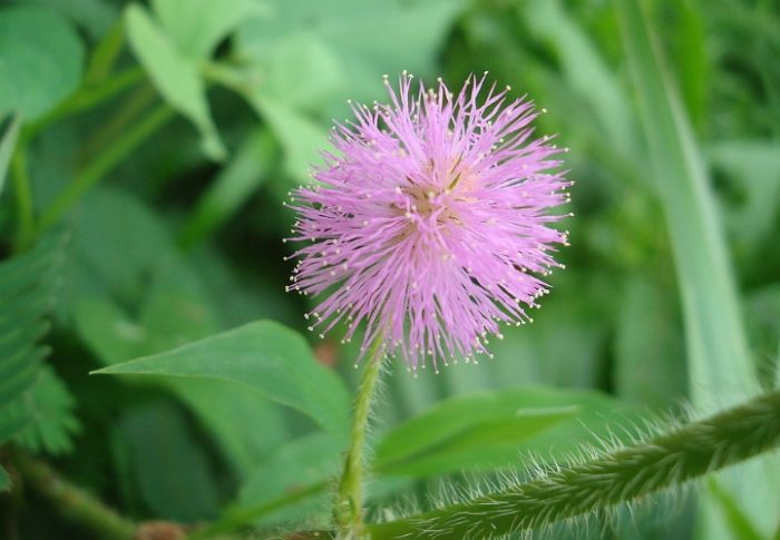 含羞草貓中毒 含羞草貓中毒